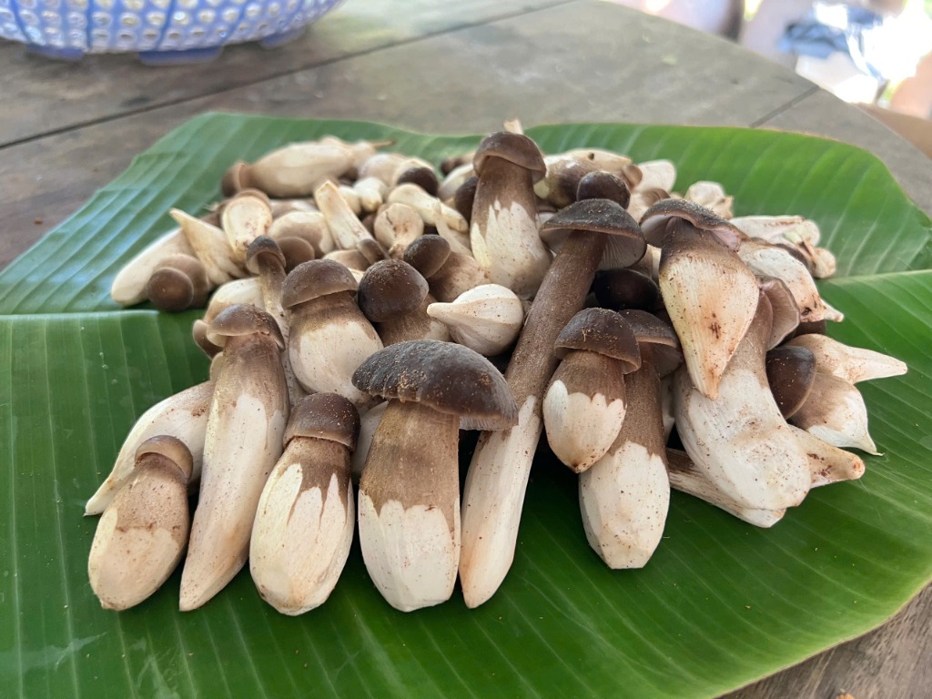 Nấm mối đen tươi thu hoạch sạch